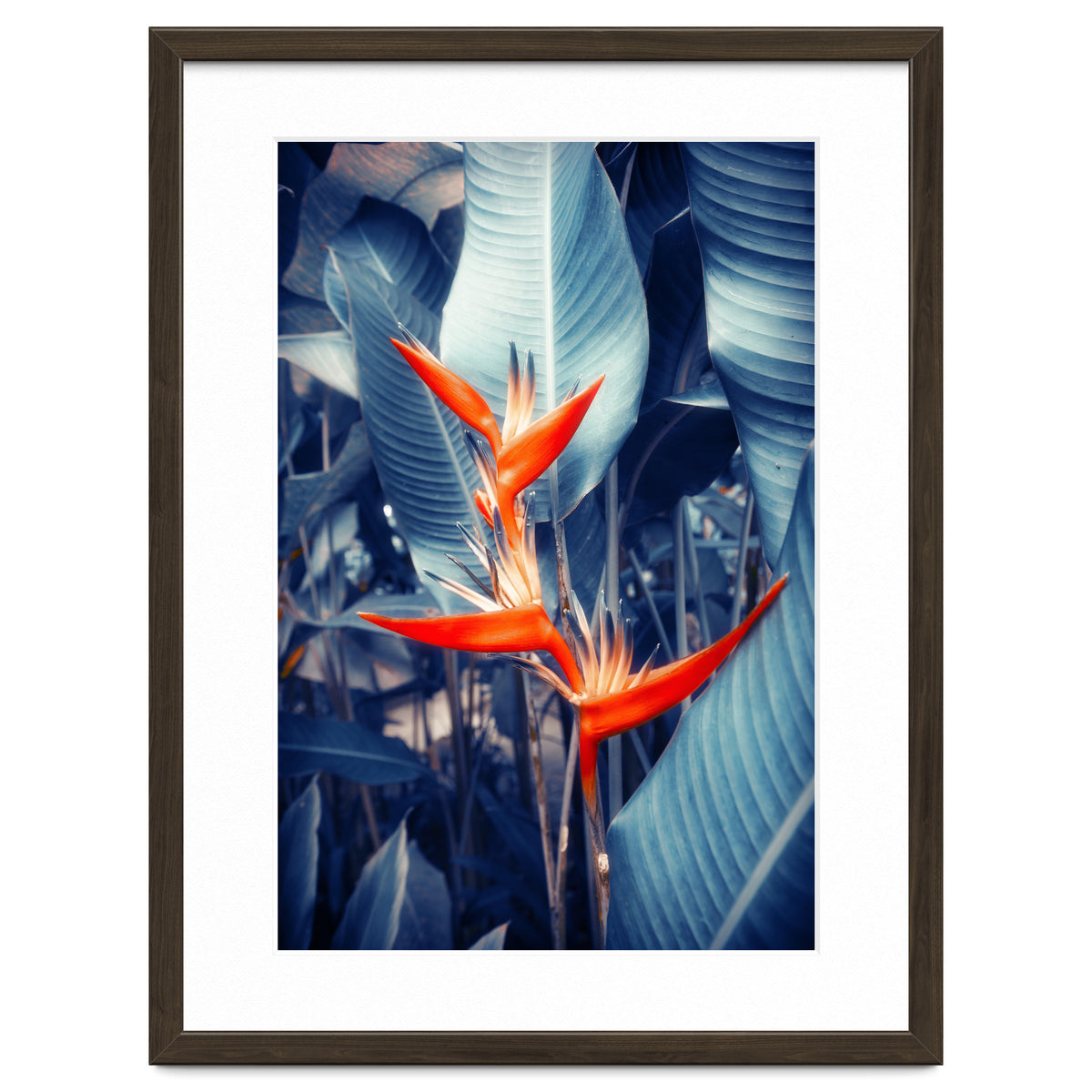 Parakeet Tropical Flower