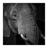 Elephant (Print Only) thumbnail