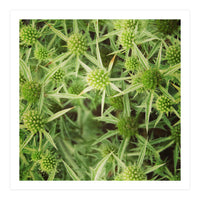 Green thistles (Print Only)