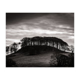 Trees in Silhouette (Print Only) thumbnail
