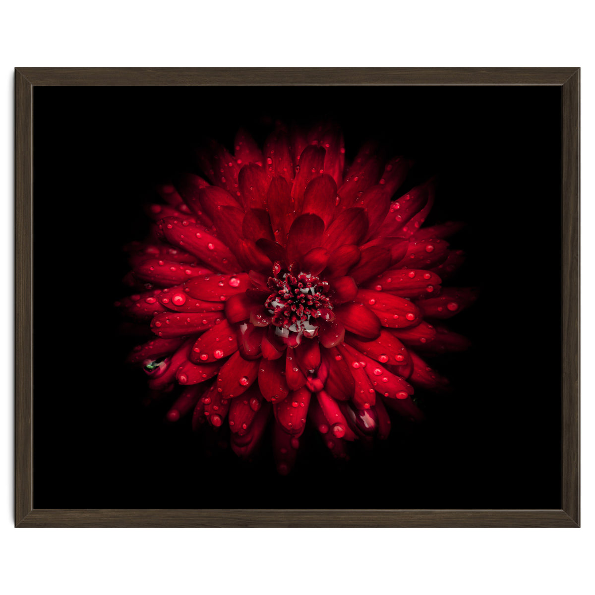 Backyard Flowers 45 Color Version