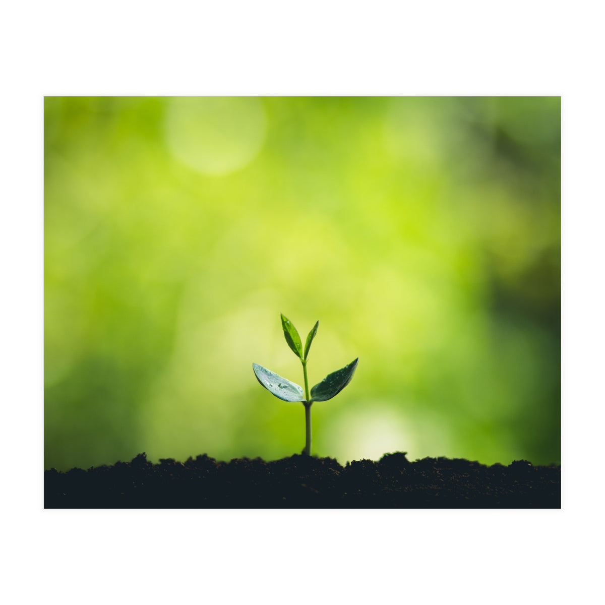 Plant in Nature (Print Only)