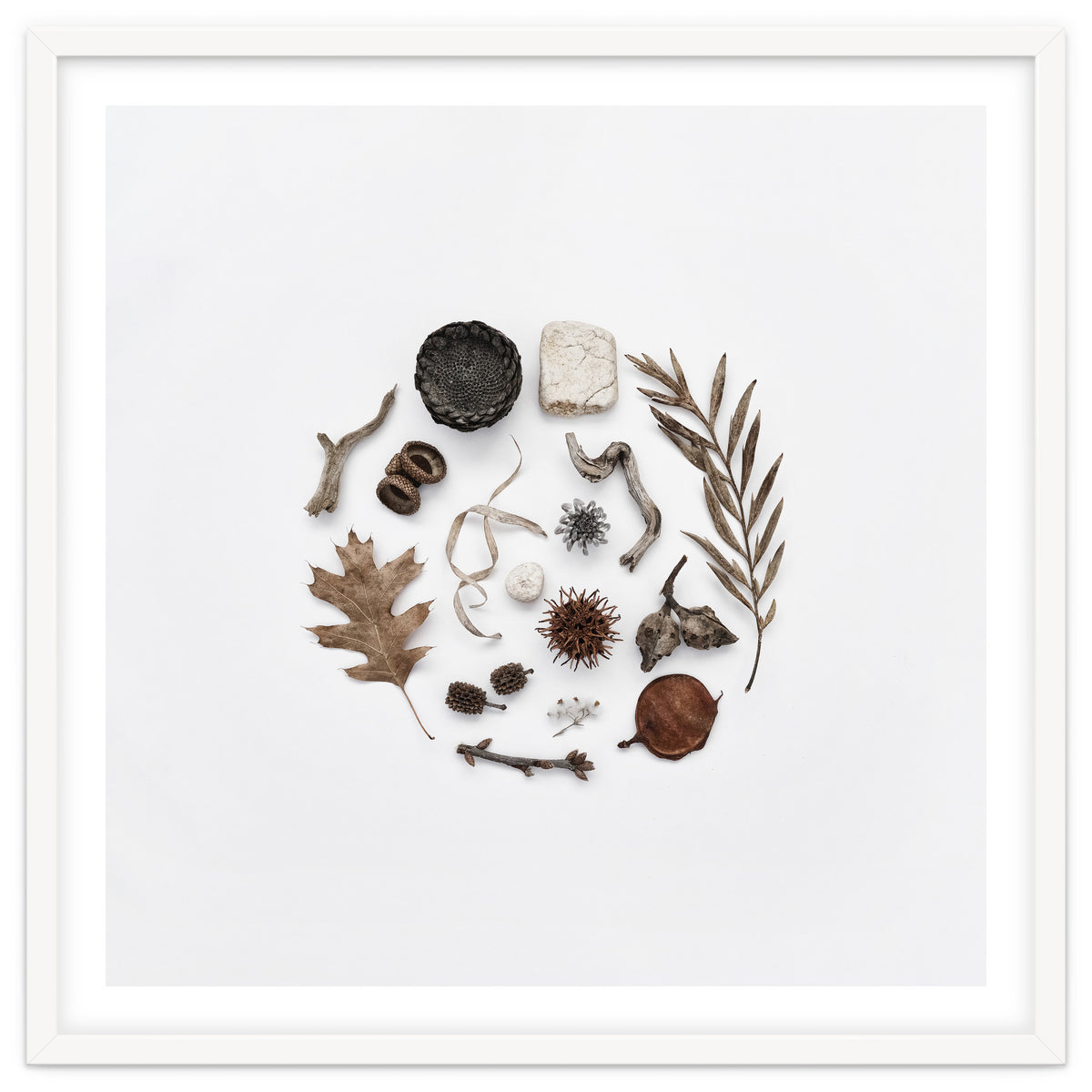 Treasures From Nature No. 2 - Square