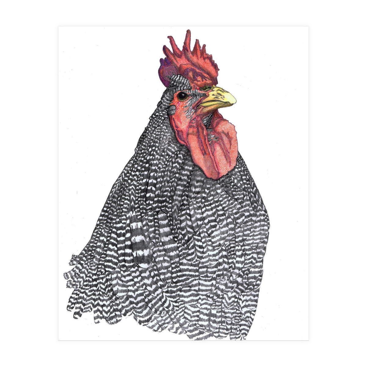 Chicken No.1 (Print Only)