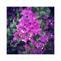 Purple Flowers (Print Only)