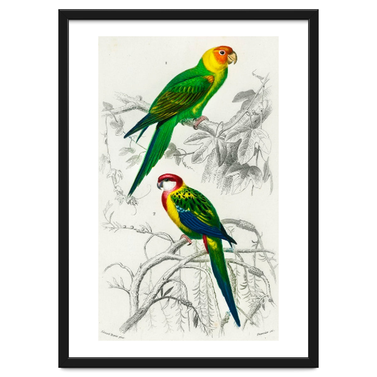 Different types of birds illustrated