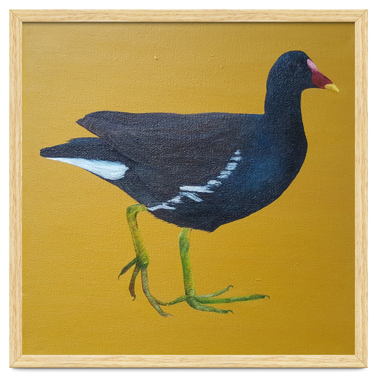 Moorhen