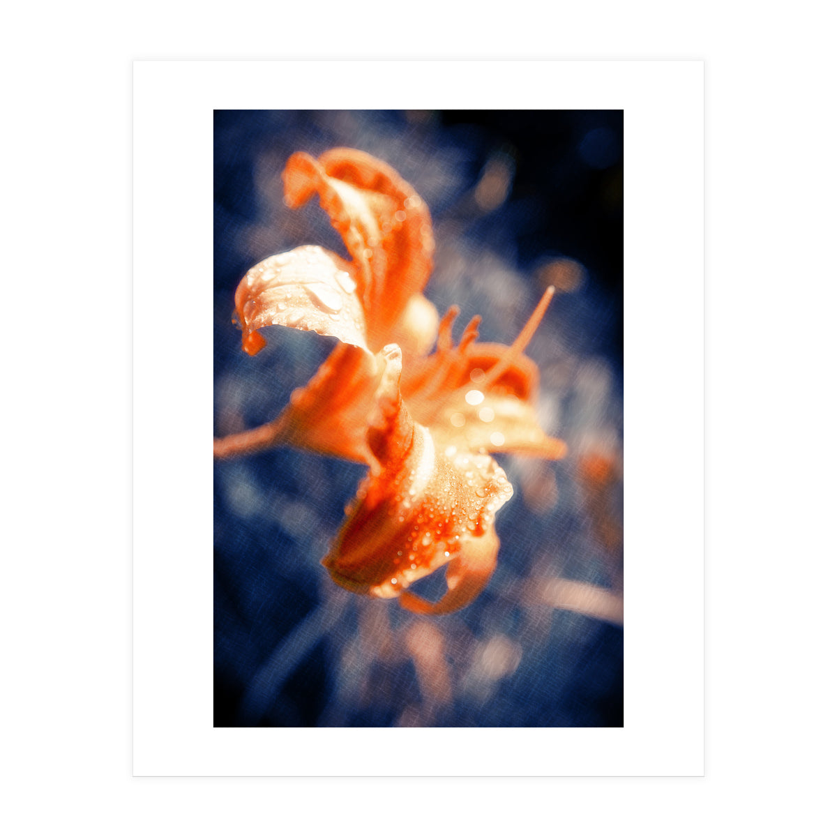 Lily Flower (Print Only)