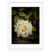 Beautiful Garden White Rose