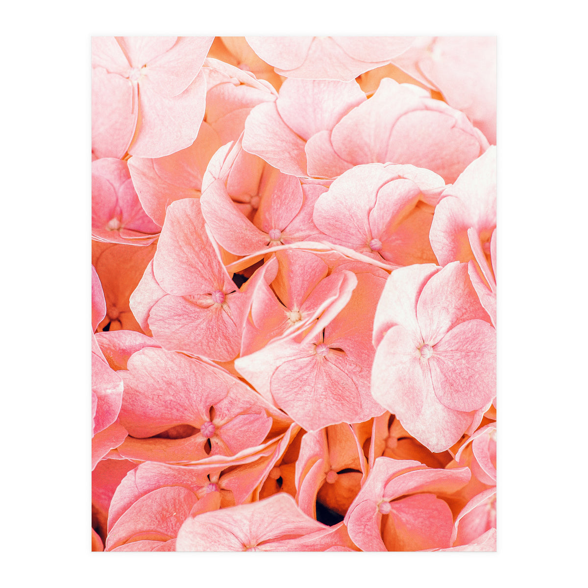 Blushing (Print Only)