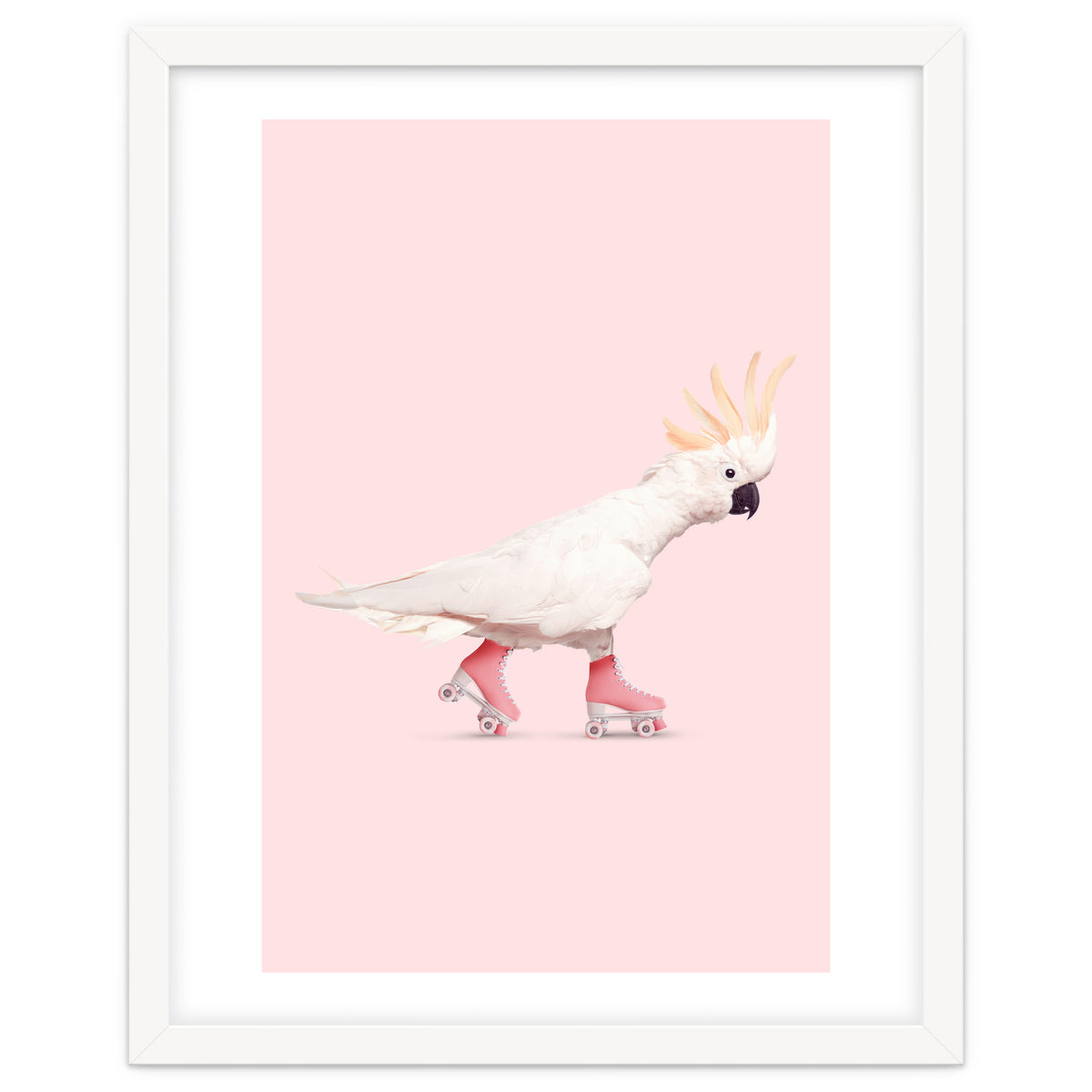 Rollerskating Cockatoo