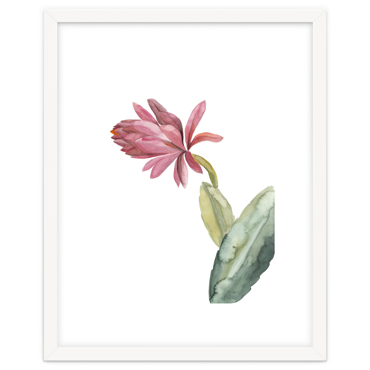 Botanical Illustration Pink Cactus Flower
