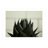 Succulent (Print Only) thumbnail