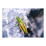 Acid Green (Print Only) thumbnail