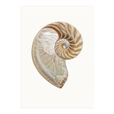 Cc Shell 02 (Print Only) thumbnail