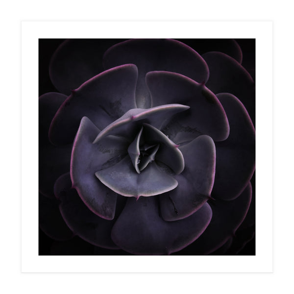 DARKSIDE OF SUCCULENTS VIII (Print Only)