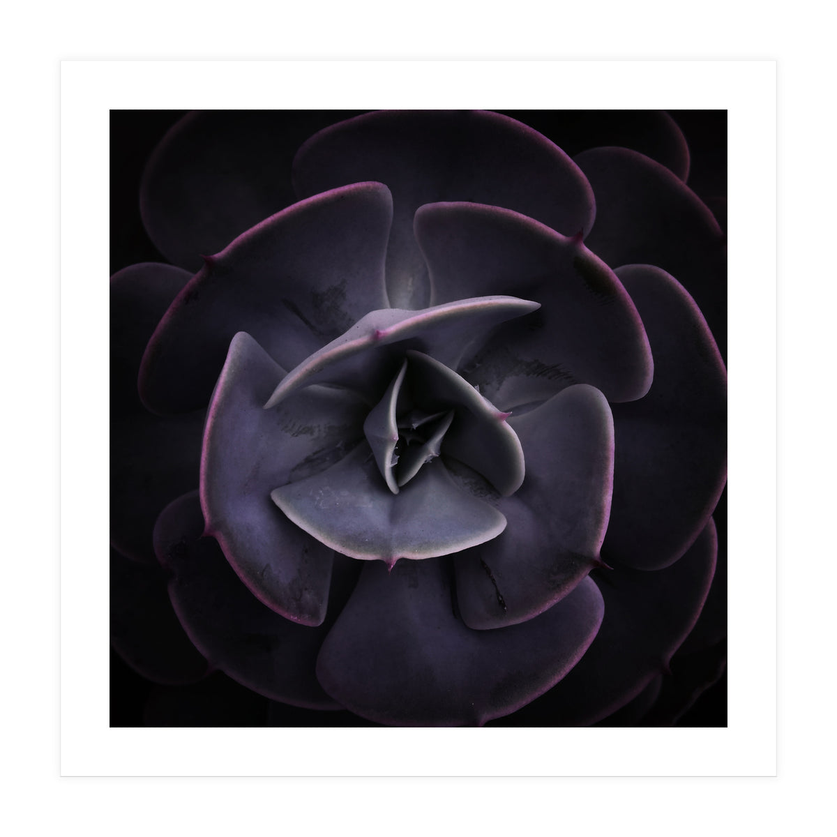 DARKSIDE OF SUCCULENTS VIII (Print Only)