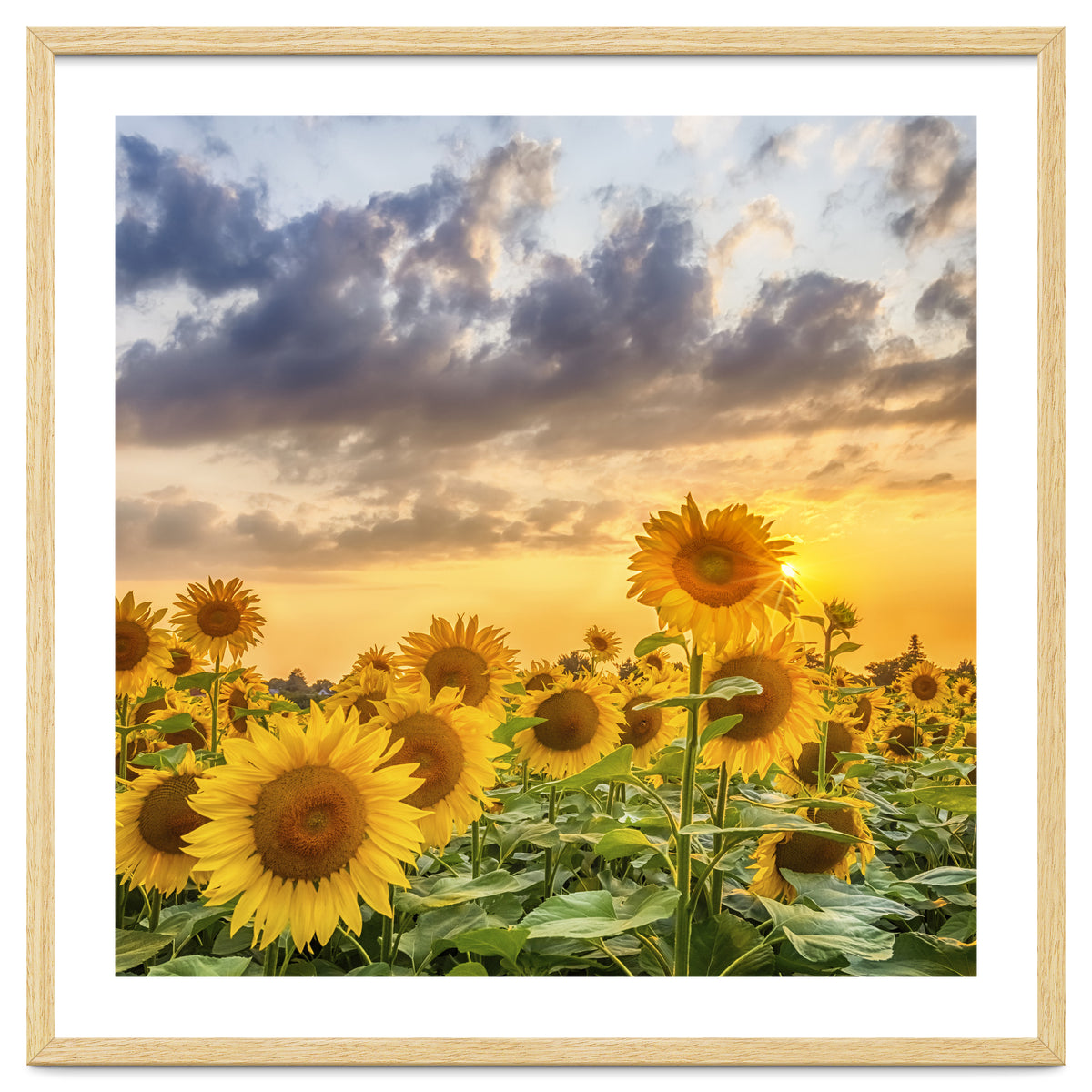 Sunflowers in sunset