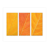 Autumn Leaves (Print Only) thumbnail