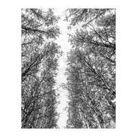 Treetops (Print Only)