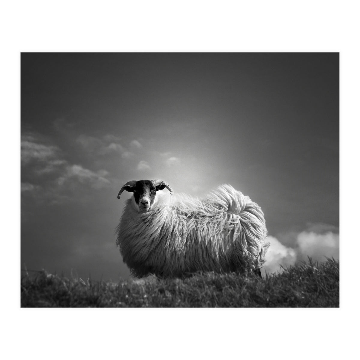 le fluff (Print Only)