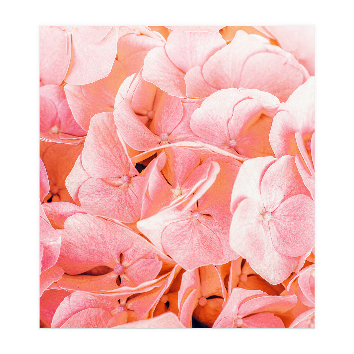 Blushing (Print Only)