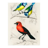 Different types of birds illustrated (Print Only) thumbnail