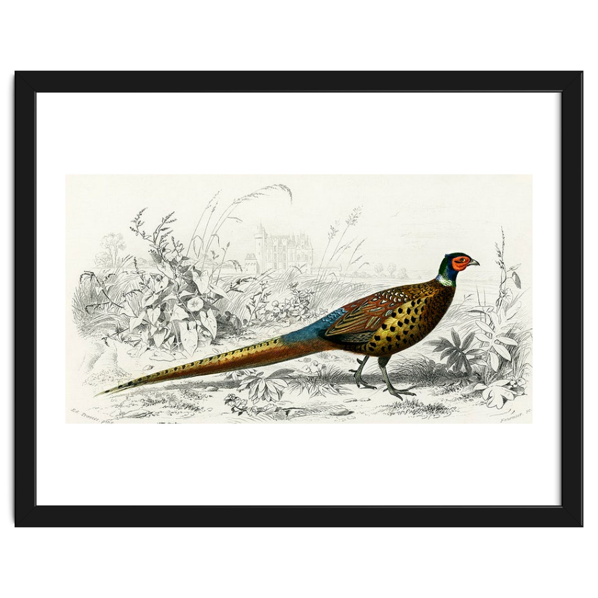 Ring-neckrd pheasant illustrated