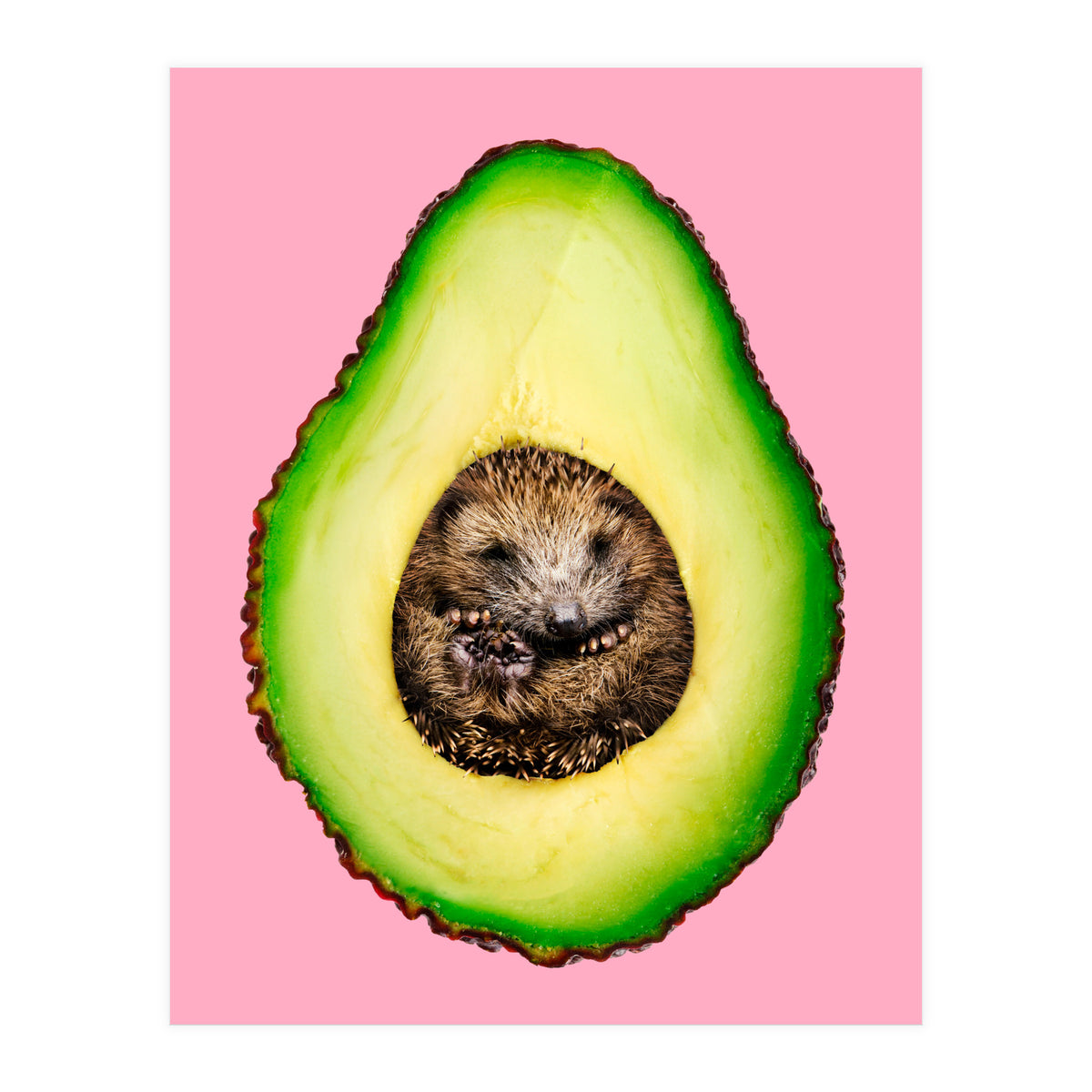 Hedgehocado (Print Only)