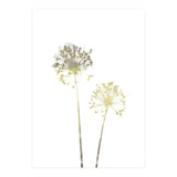 Neutral Dandelions (Print Only) thumbnail