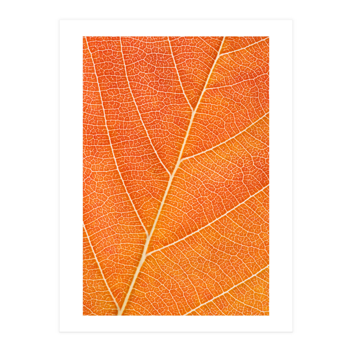 Autumn Leaf (Print Only)