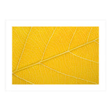 Autumn Leaf (Print Only) thumbnail