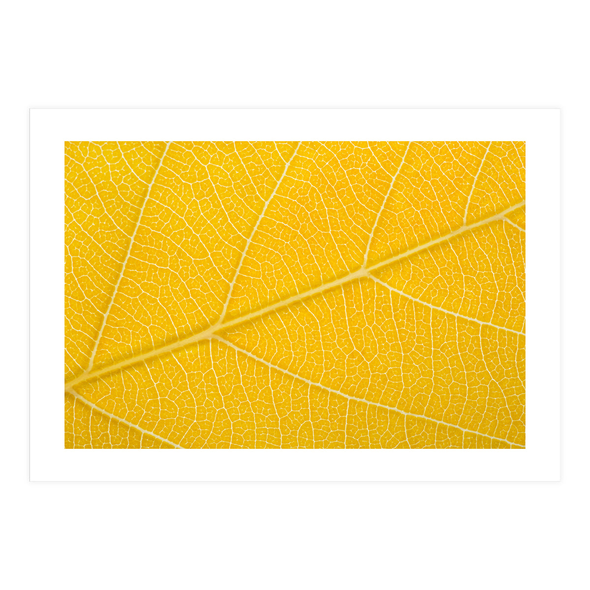 Autumn Leaf (Print Only)