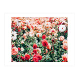 Meadow (Print Only) thumbnail