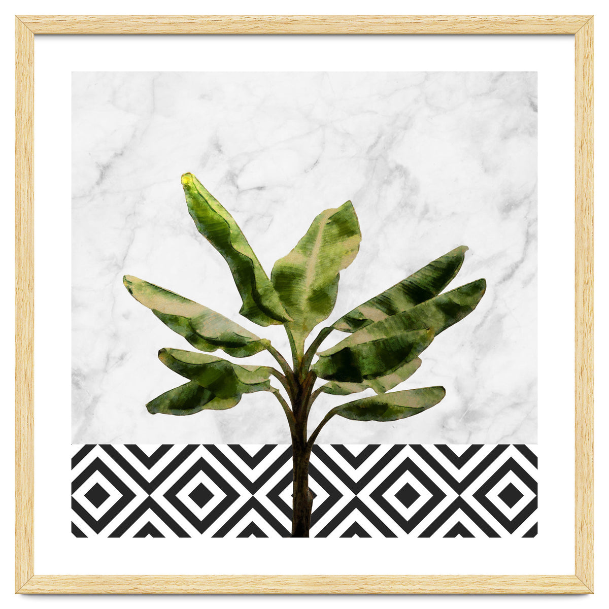 Banana Plant On White Marble And Checker Wall