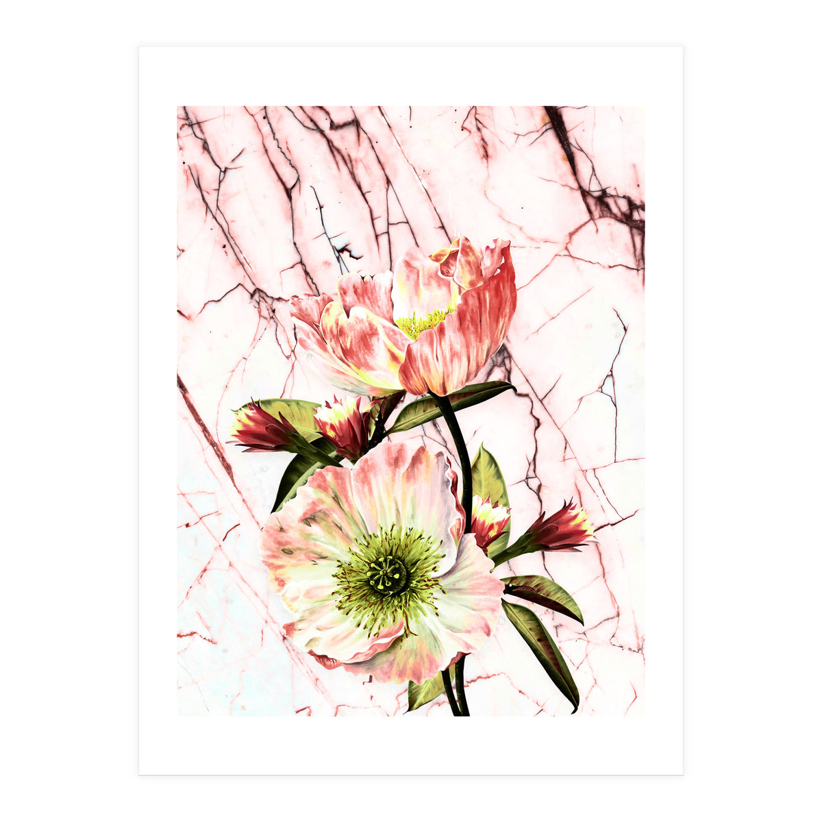 Flowering on pink marble (Print Only)