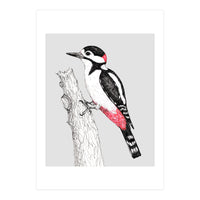 Great spotted woodpecker (Print Only)