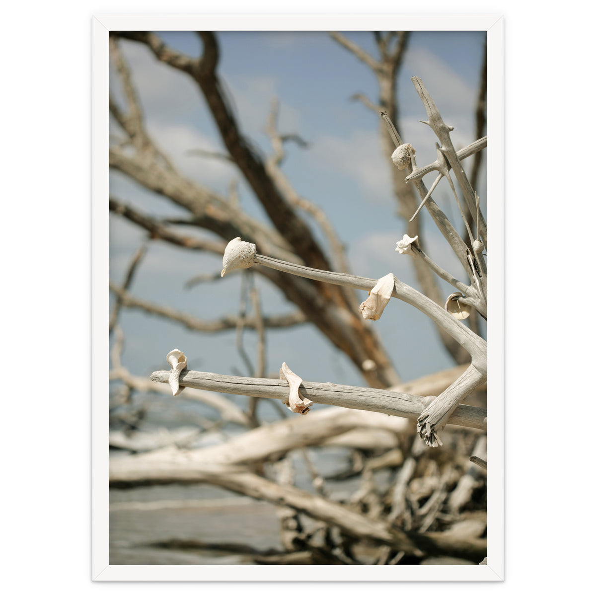 Seashells And Driftwood