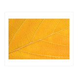 Autumn Leaf  (Print Only) thumbnail