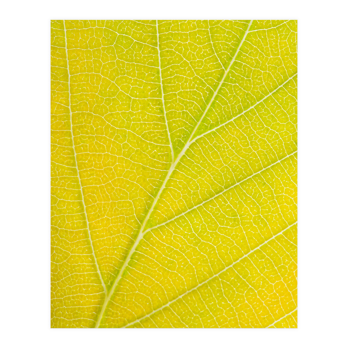 Autumn Leaf (Print Only)