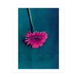 Gerbera for love (Print Only) thumbnail