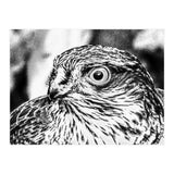 Peregrine  (Print Only) thumbnail