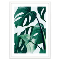 Monstera