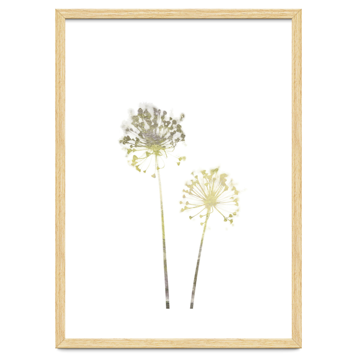 Neutral Dandelions