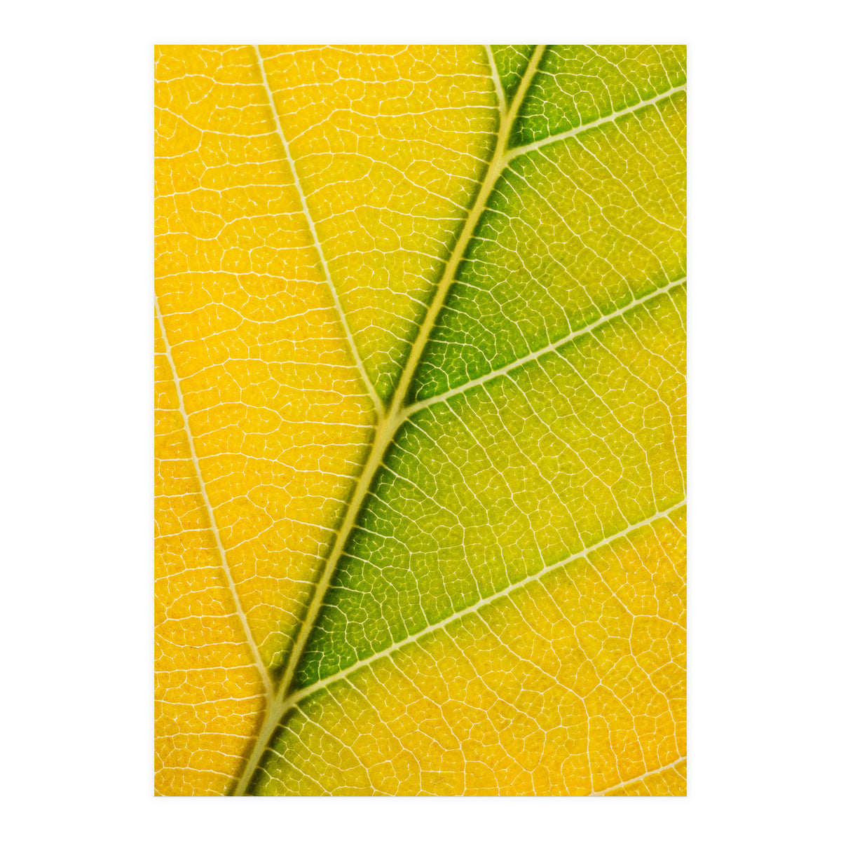 Autumn Leaf (Print Only)