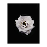 White Rose (Print Only) thumbnail