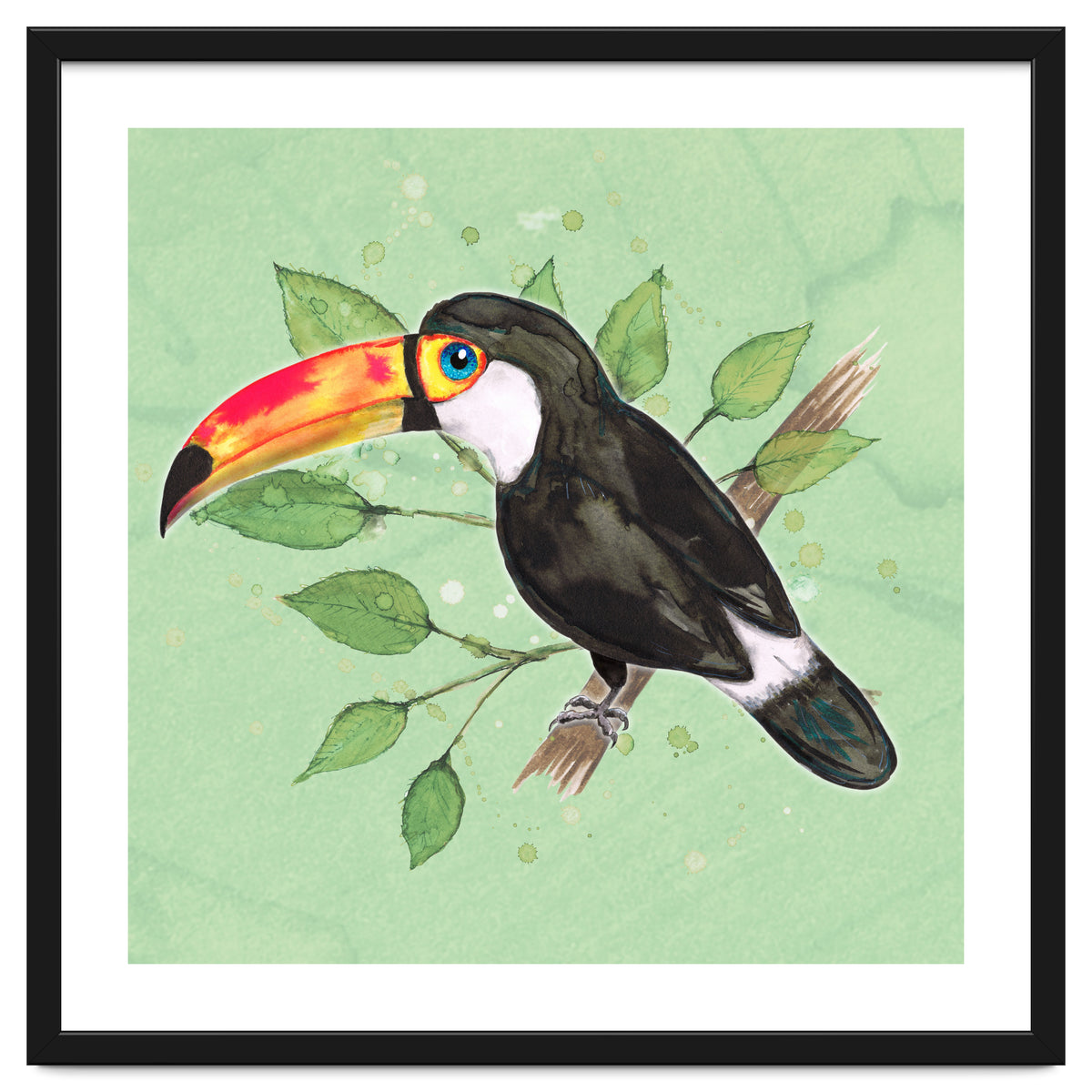 Toco toucan