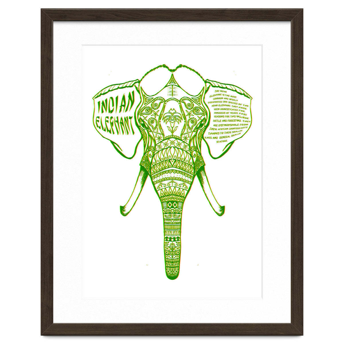 Indian Elephant