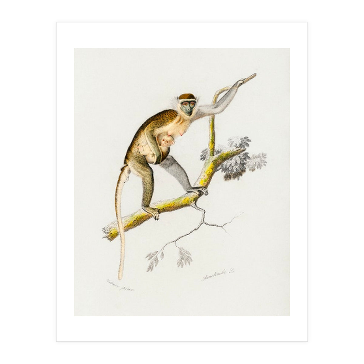 Cercopithecus griseus illustrated (Print Only)