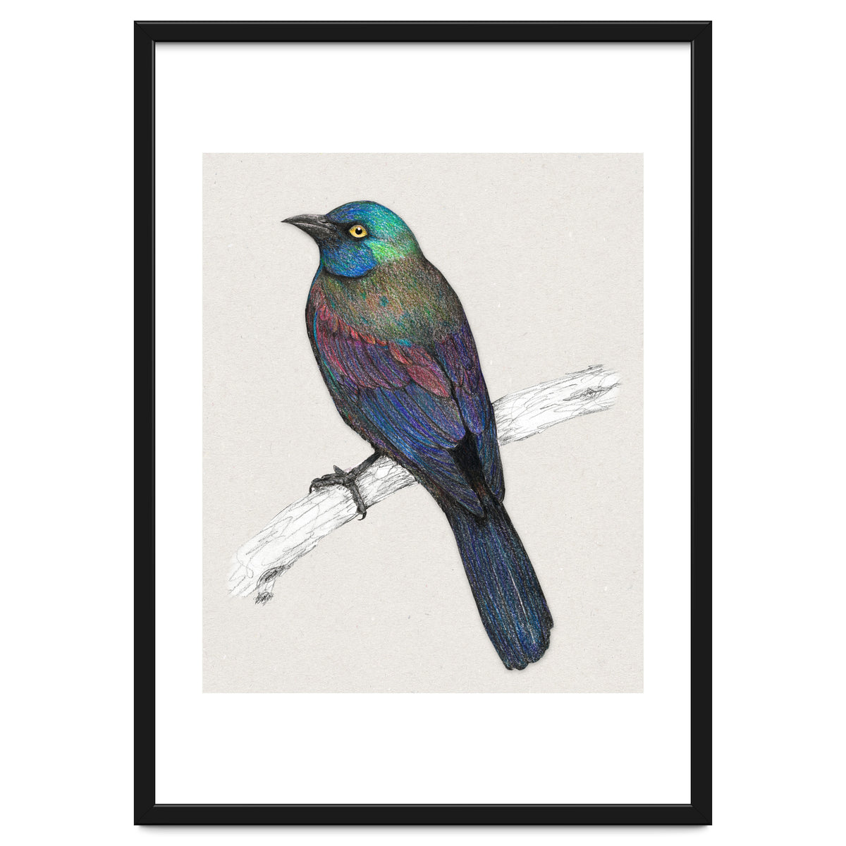 Common Grackle